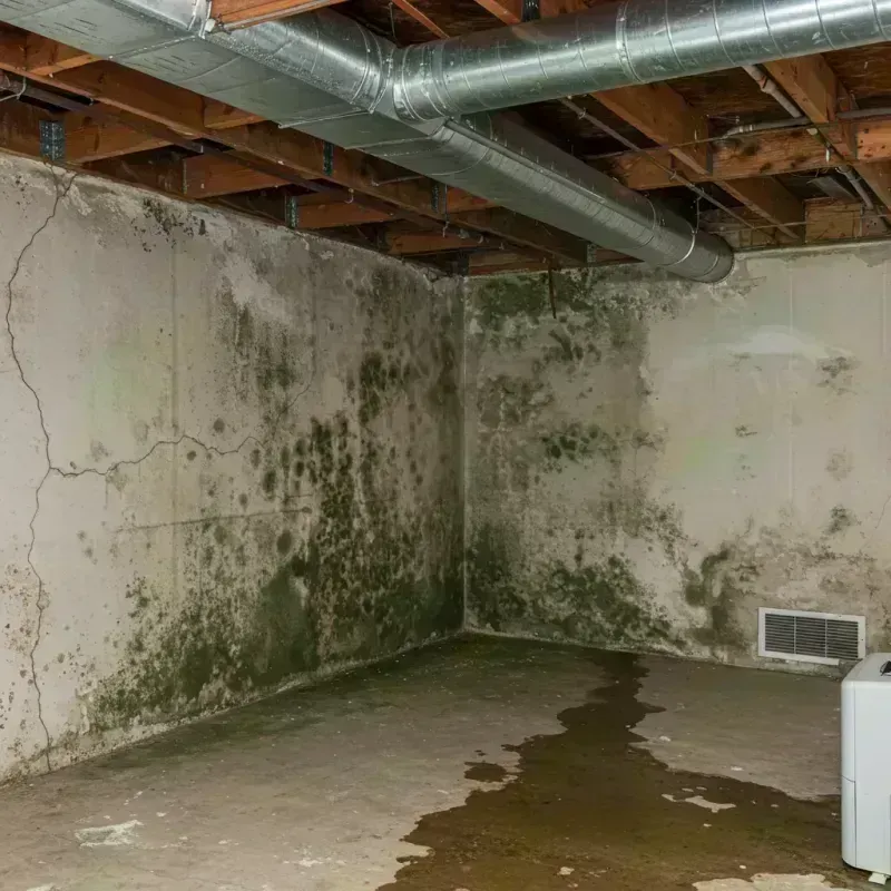 Professional Mold Removal in Craigsville, WV